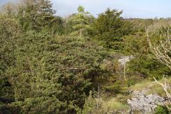 Juniper formation, Cornalack, Co. Tipperary Juniper_formation_Cornalack