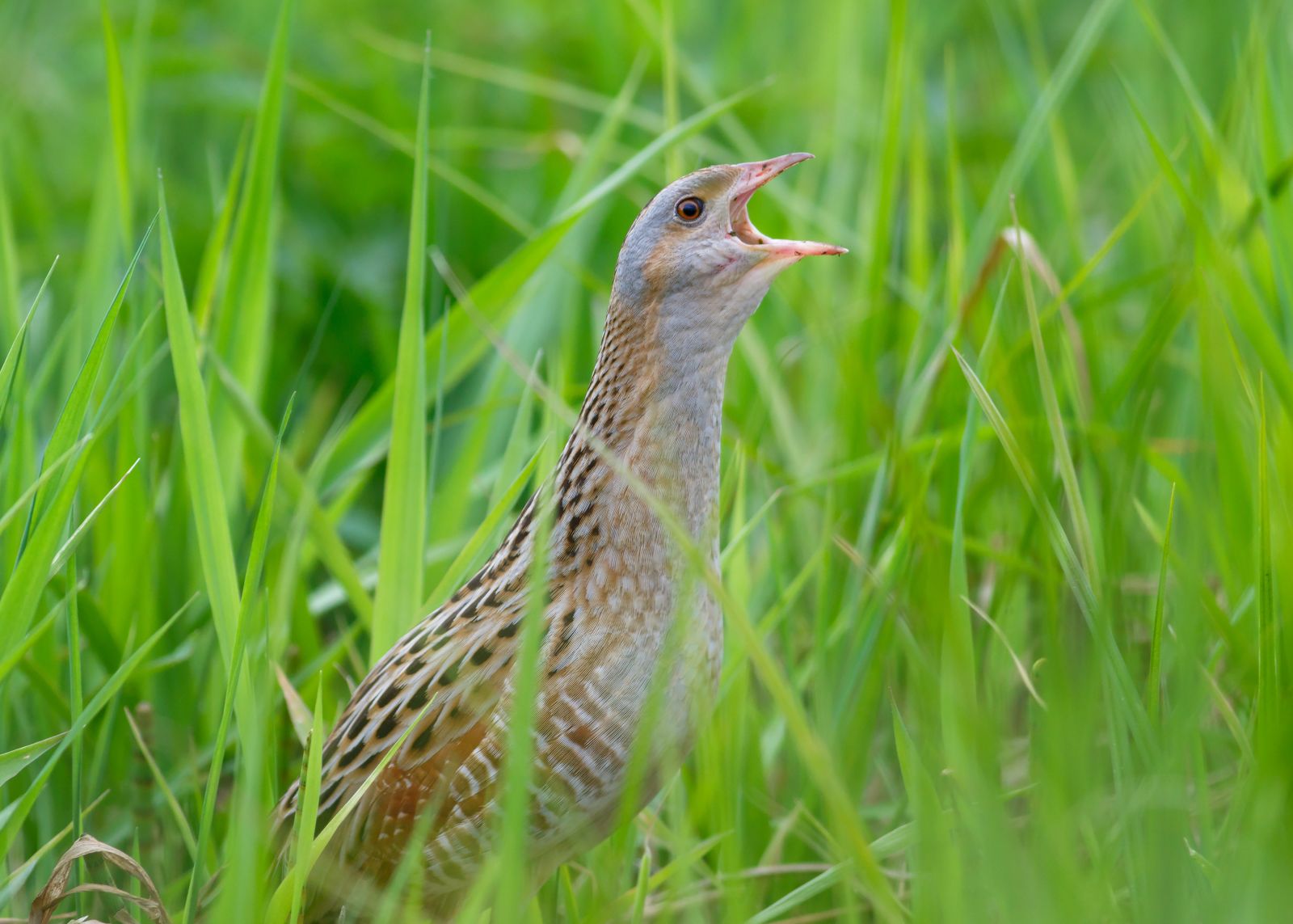 Corncrake in Meadow