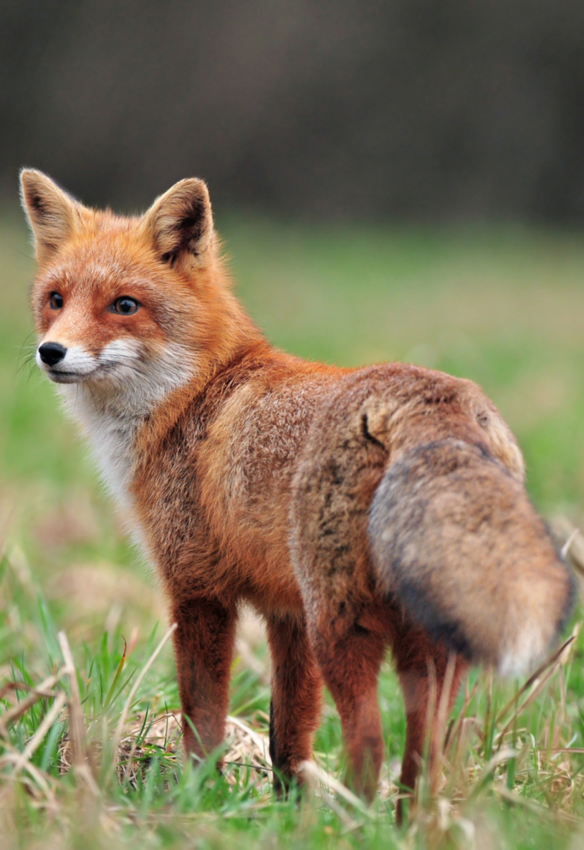 red fox