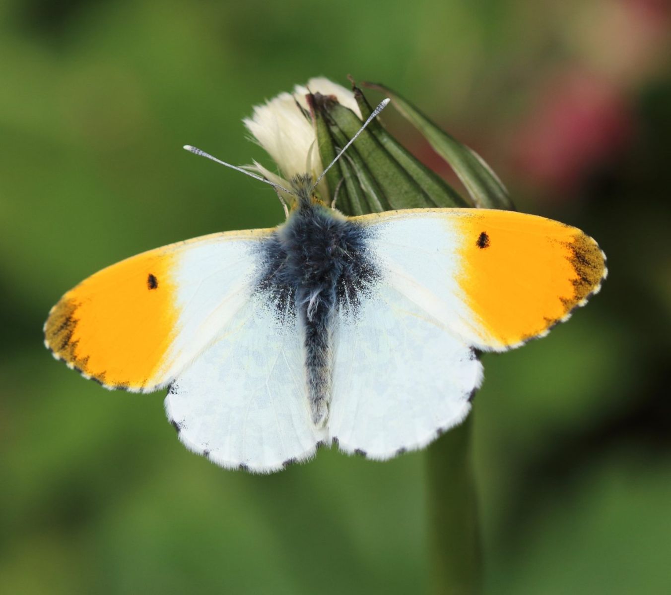 Orange tip