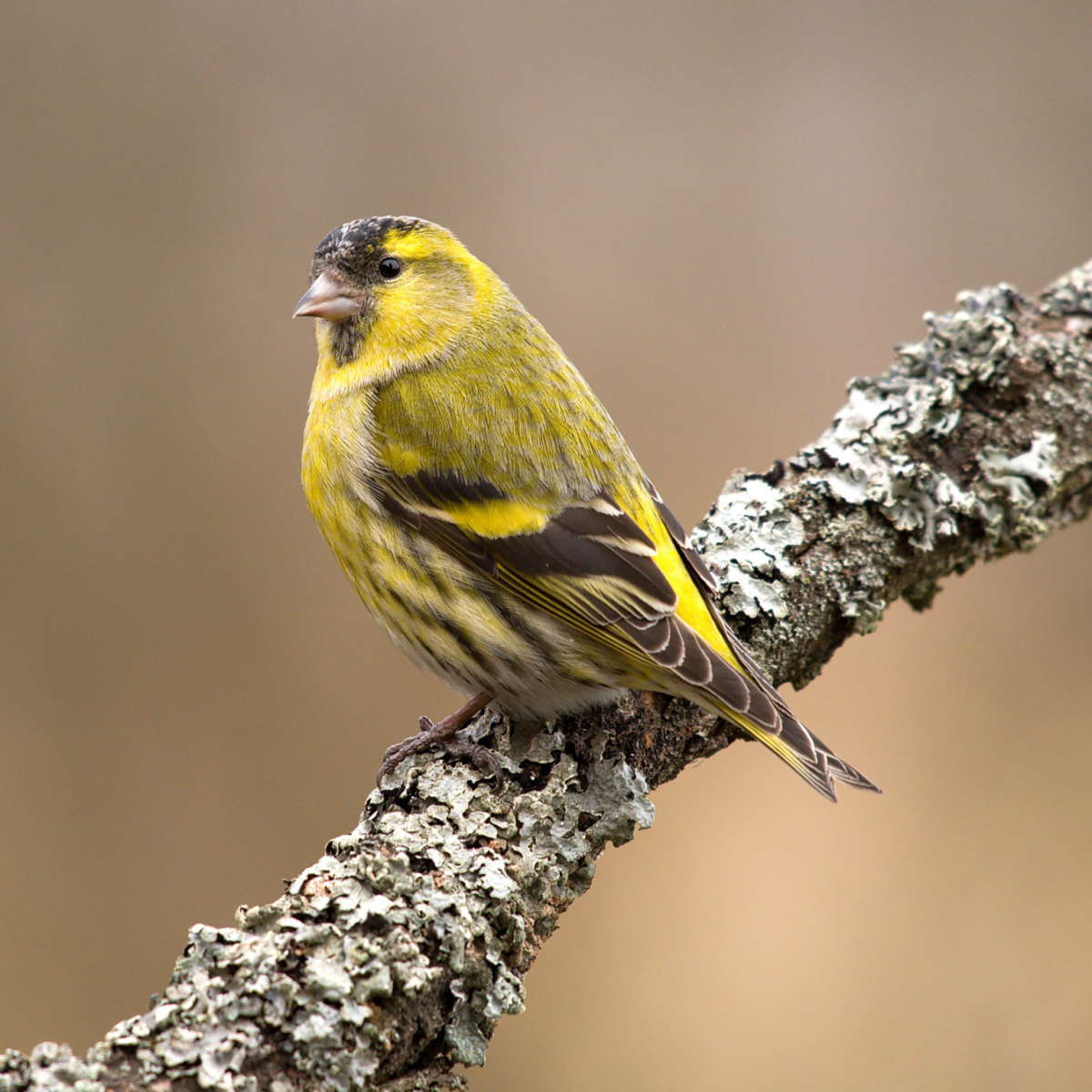 Siskin