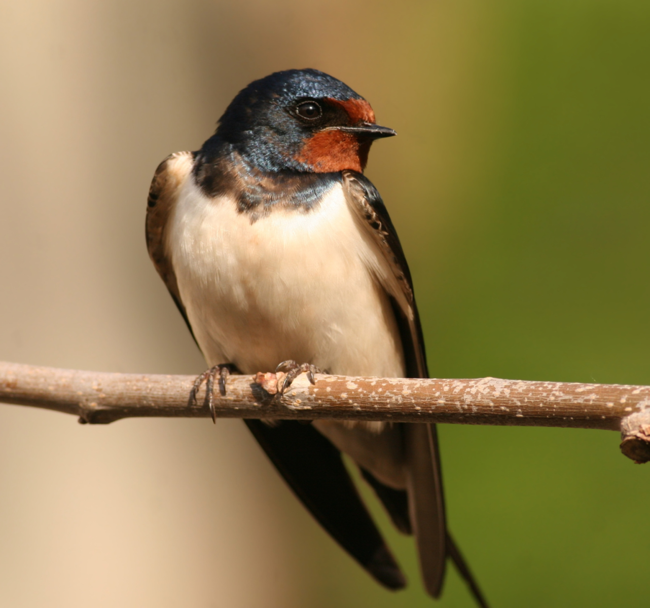 Swallow