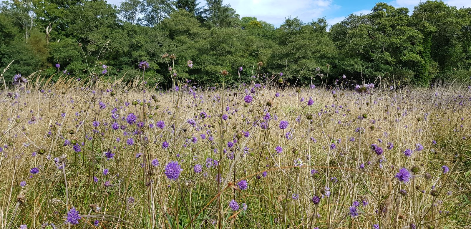 Glengariff-Big-Meadow-in-Flower