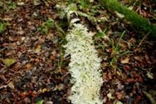 Rathmullen NR Lichen