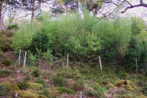 Photo of deer exclosure at Killarney National Park