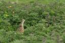 Corncrake on Tory island Corncrake