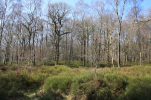 Vaccinium stand, Vale of Clara Vaccinium stand, Vale of Clara