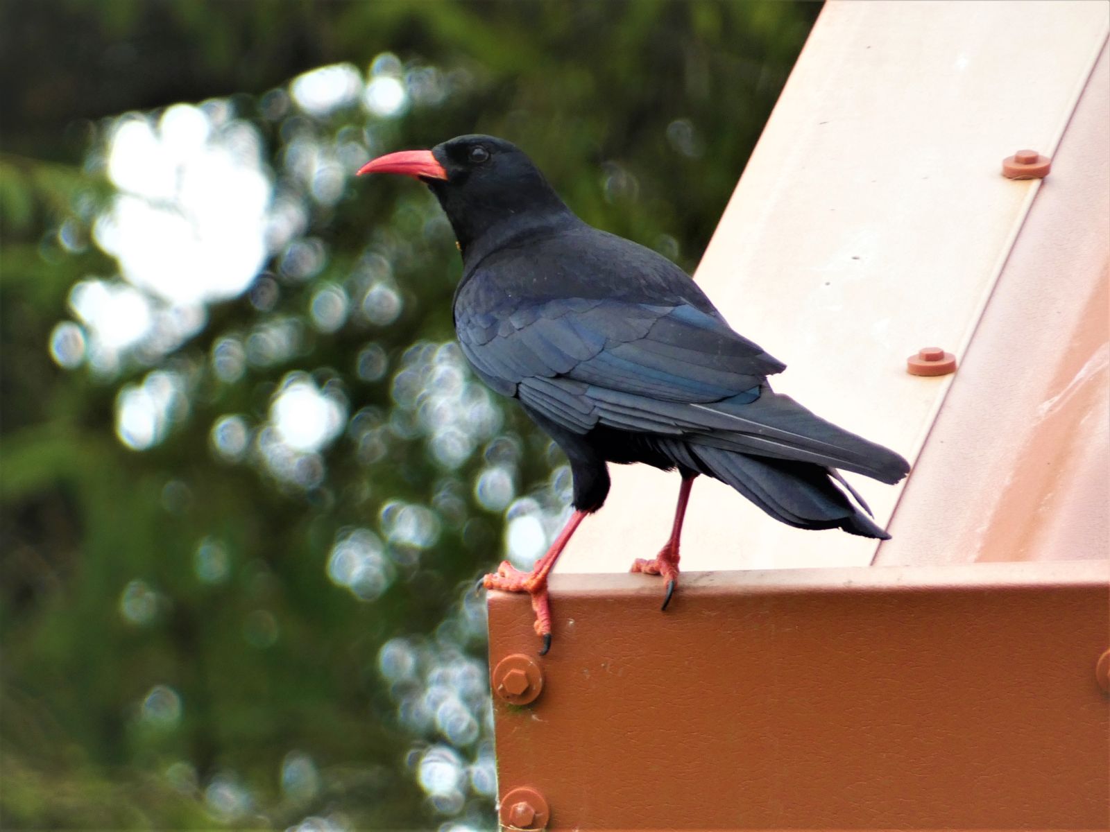 Chough