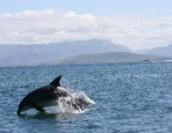 Bottlenose Dolphin, Marine mammal, Marine species, NPWS, Duchas, GMIT Bottlenose Dolphin I