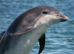 Bottlenose dolphin, GMIT, Marine species, Marine mammal, Marine, NPWS, Duchas Bottlenose Dolphin II