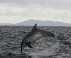 Bottlenose Dolphin, GMIT, Marine mammal, Marine species, Duchas, NPWS Bottlenose Dolphin III