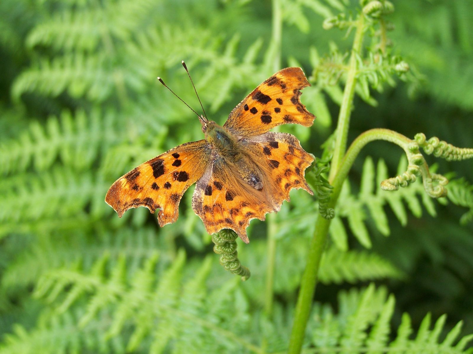 Comma Butterfly