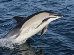 Common Dolphin, IWDG, Marine mammal, Marine species, Duchas, NPWS Common Dolphin