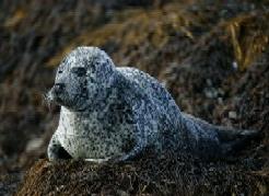 Harbour seal, NPWS, Duchas, Marine mammal, Marine species,  Harbour Seal