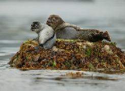 Harbour Seal, Marine mammal, Marine species, NPWS, Duchas,  Harbour Seal and Pup