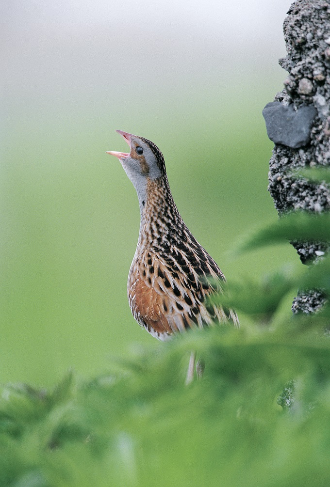 Corncrake