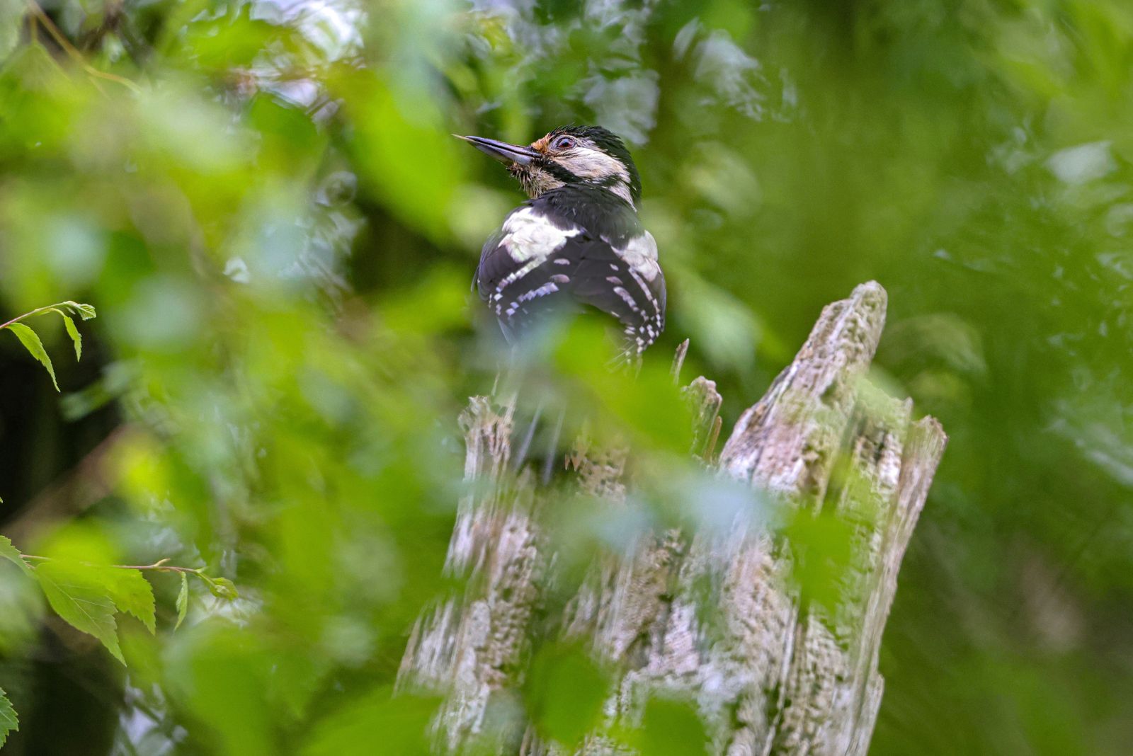 Great spotted woodpecker