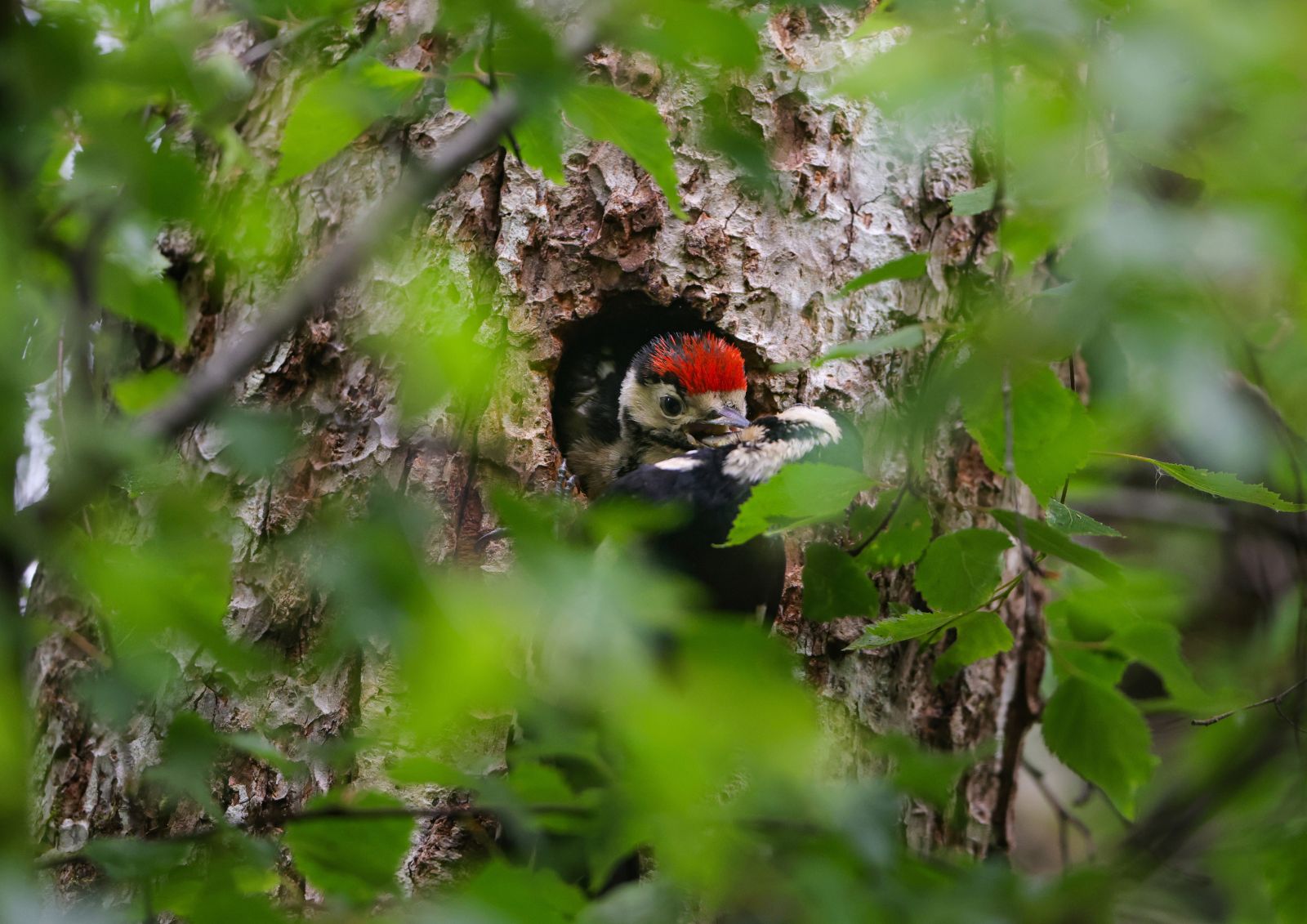 Great Spotted Woodpecker