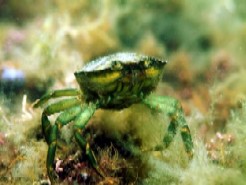 Green Crab, NPWS, MERC, Duchas, Marine species, Marine,  Green Crab