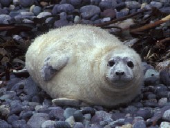Grey Seal Pup Stage 3, Marine mammal, Marine species, NPWS, Duchas Grey Seal Pup Stage 3
