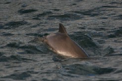 Harbour Porpoise, Marine mammal, Marine species, IWDG, NPWS, Duchas Harbour Porpoise I