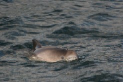 Harbour Porpoise, Marine mammal, Marine species, NPWS, Duchas Harbour Porpoise II
