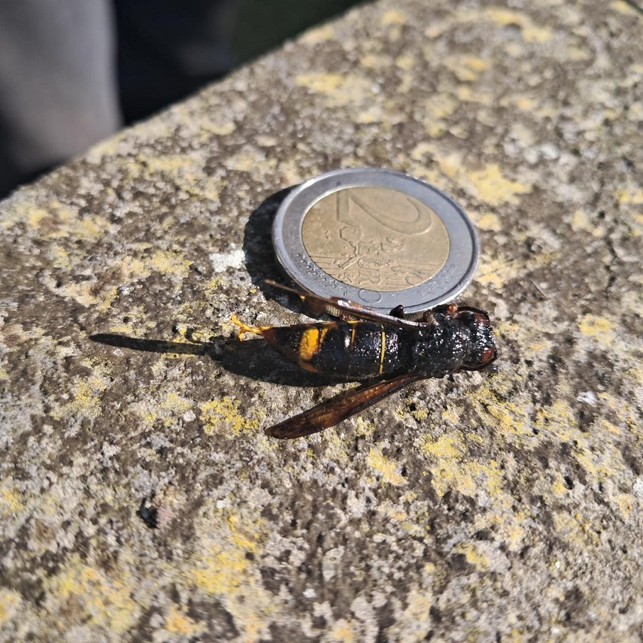 Hornet against two euro coin