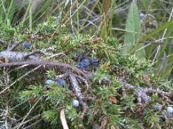 jpeg, juniper, juniper berries, NPWS, Duchas Photo of juniper berries