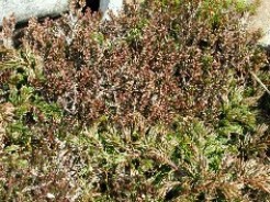 jpeg, Juniper Heath, NPWS, Duchas, Juniper Photo of juniper heath