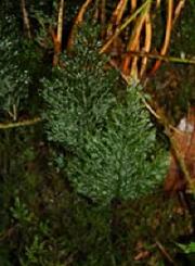 Photo of Killarney Fern (Trichomanes speciosum) (Photo: Naomi Kingston) Photo of Killarney Fern