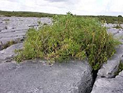 Sheshymore Limestone Pavement 2