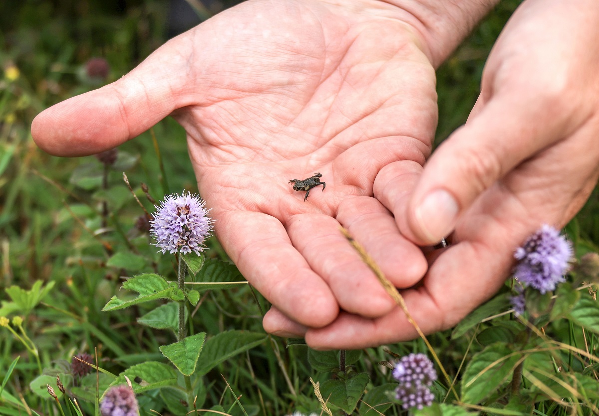 A natterjack toadlet