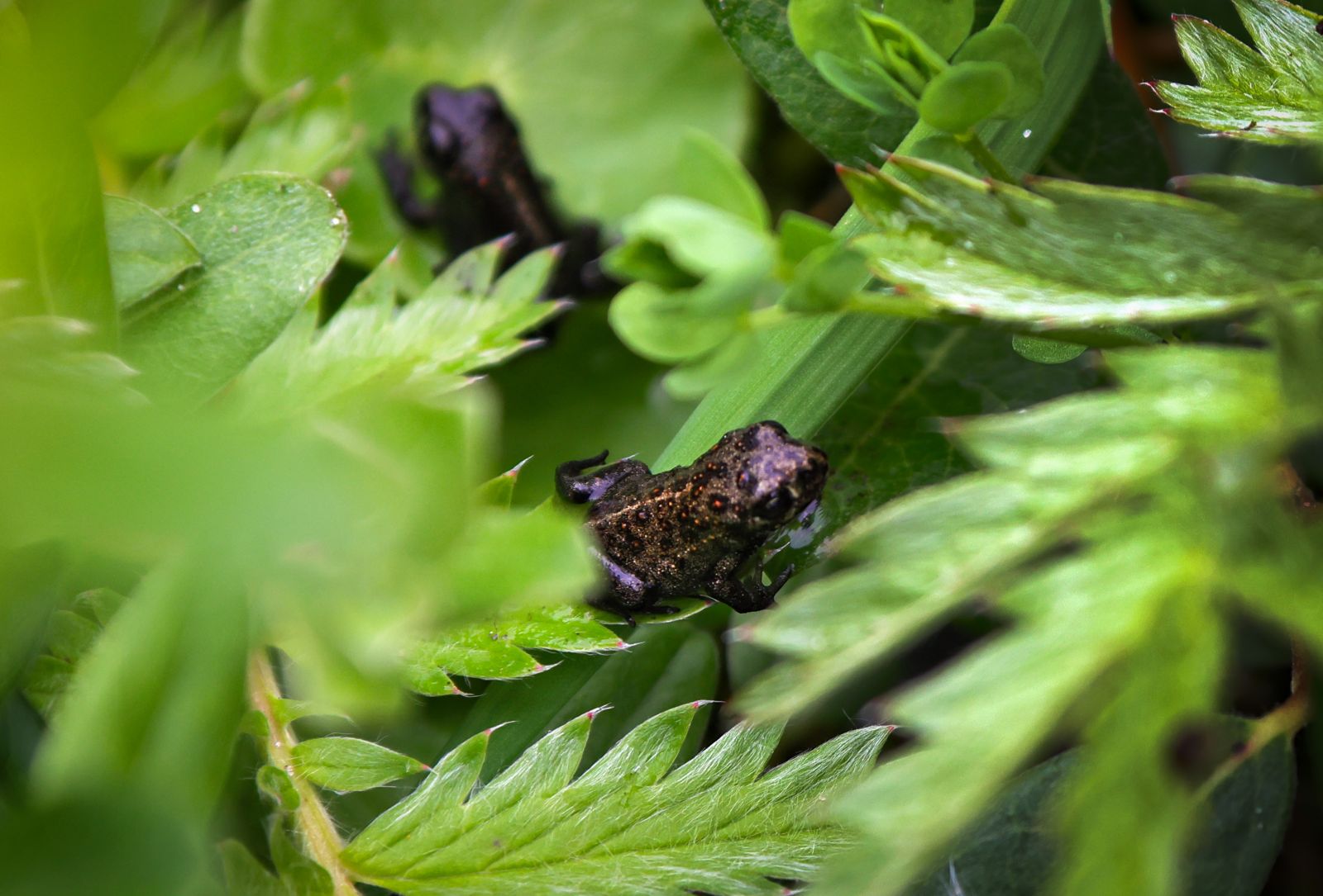 Natterjack Toadlets