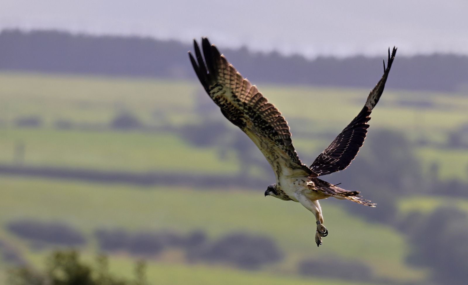 Osprey in Flight