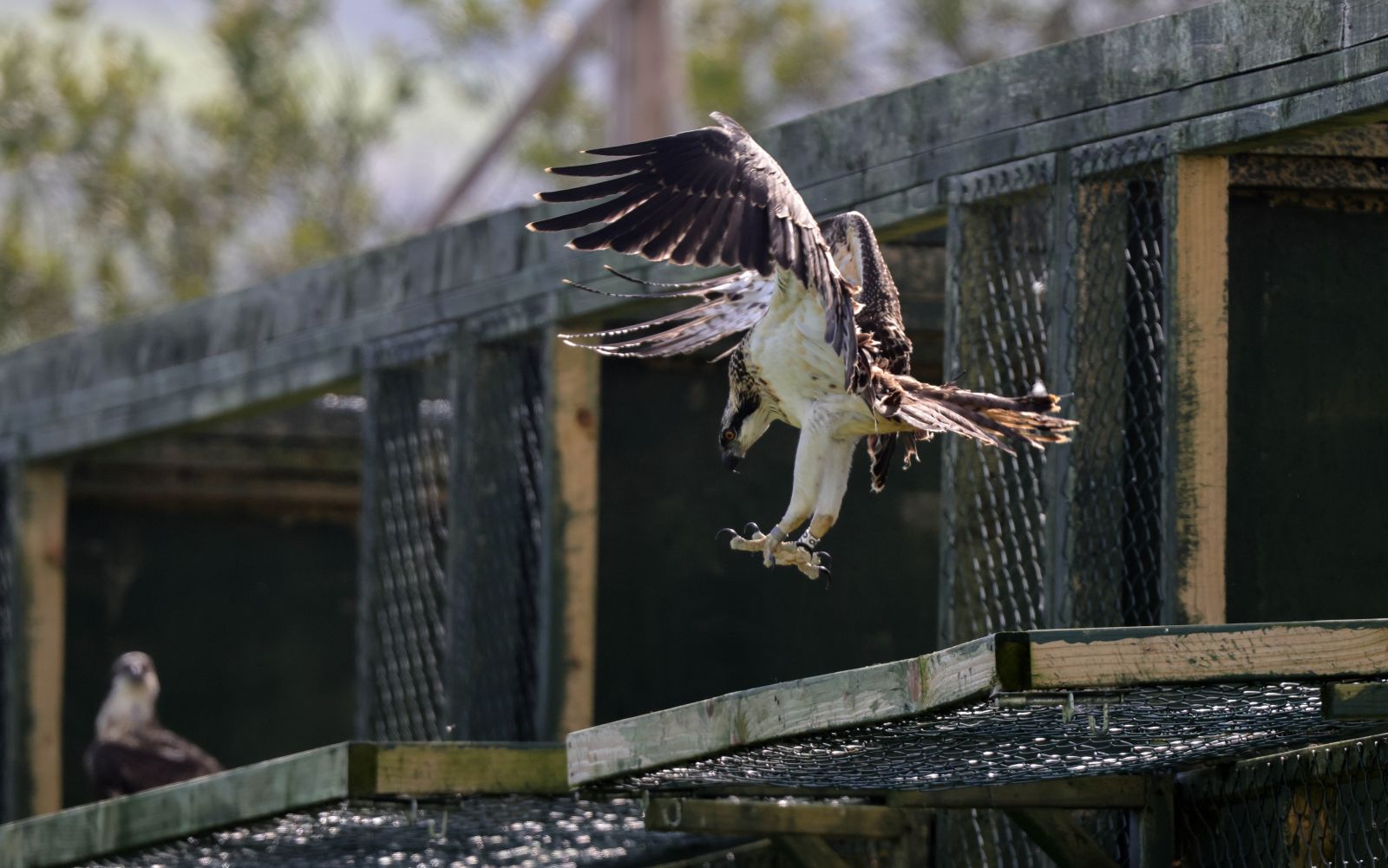 Osprey being released