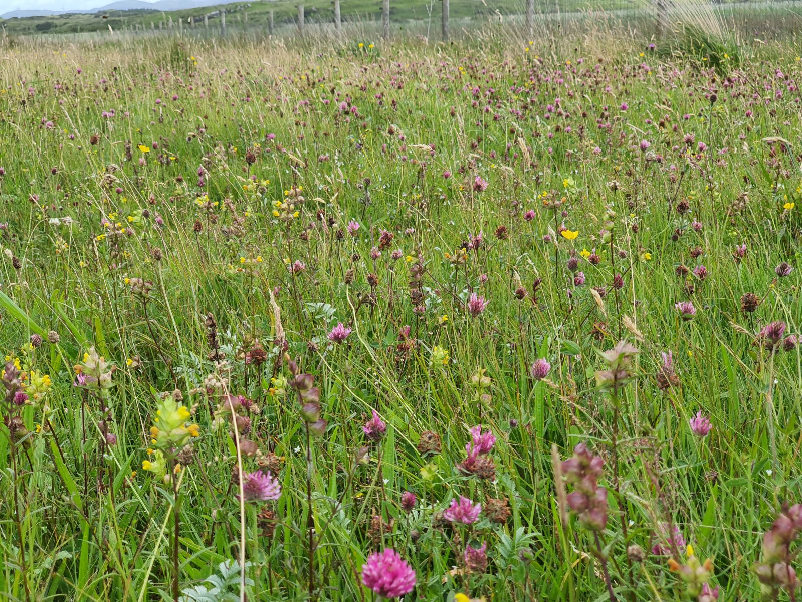 species-rich-grassland-Sheskinmore-Donegal