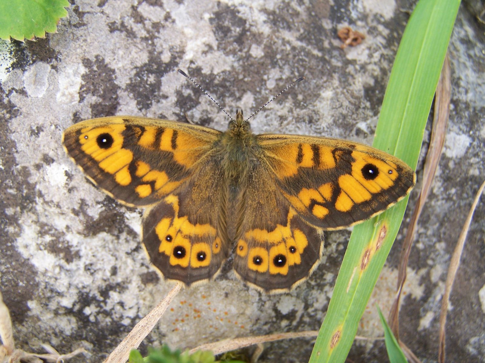 Wall Brown Butterfly