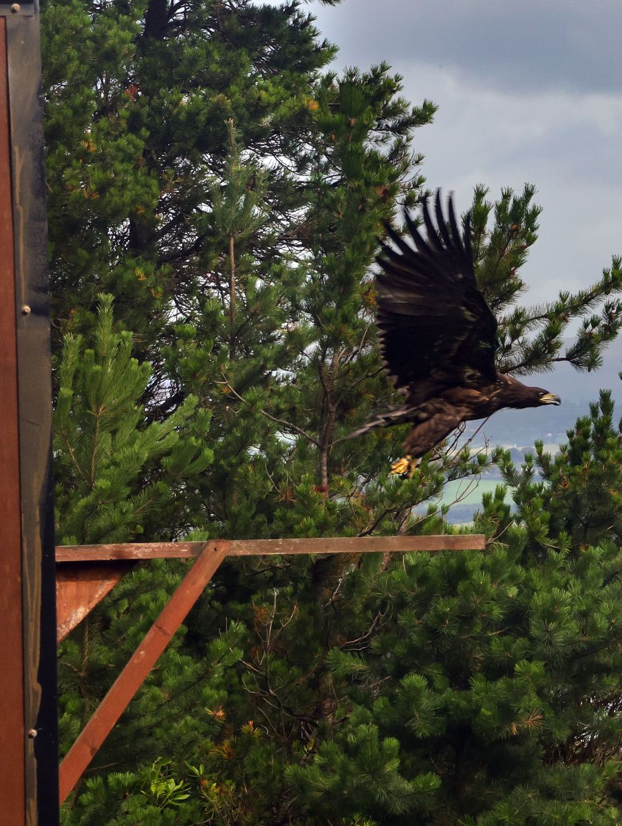 White Tailed Eagle Release