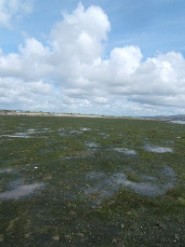 Tralee Bay, Zostera Bed, SAC, Marine, Duchas, NPWS Tralee Bay Zostera Bed